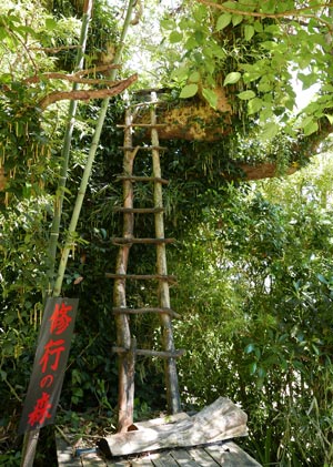 木の上の秘密基地