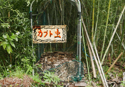 カブトムシのスポット