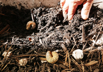 カブトムシの幼虫