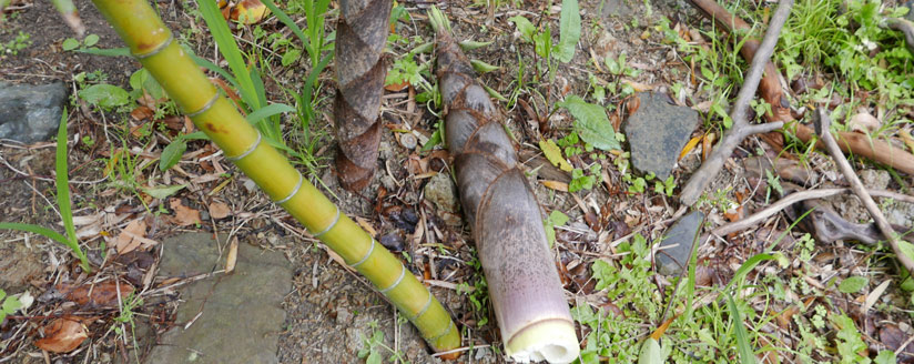 掘り出したタケノコ
